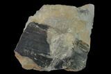 Pennsylvanian Horsetail (Calamites) Fossil - Kentucky #136818-1
